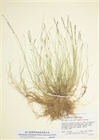 藏品(鋪地亂子草)的圖片